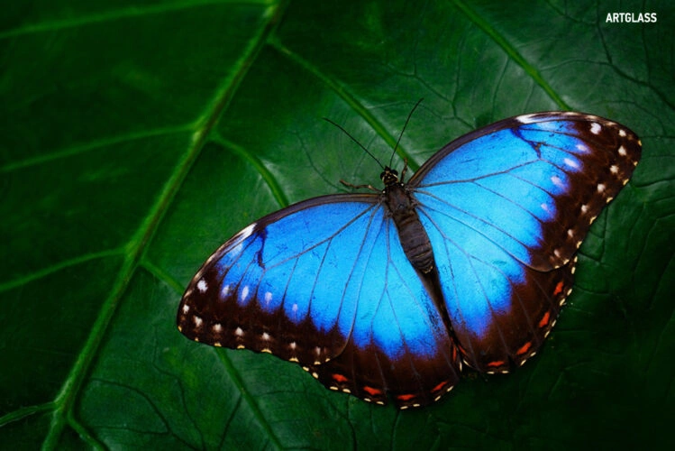 With Artglass — invisible, vibrant, reflection-free